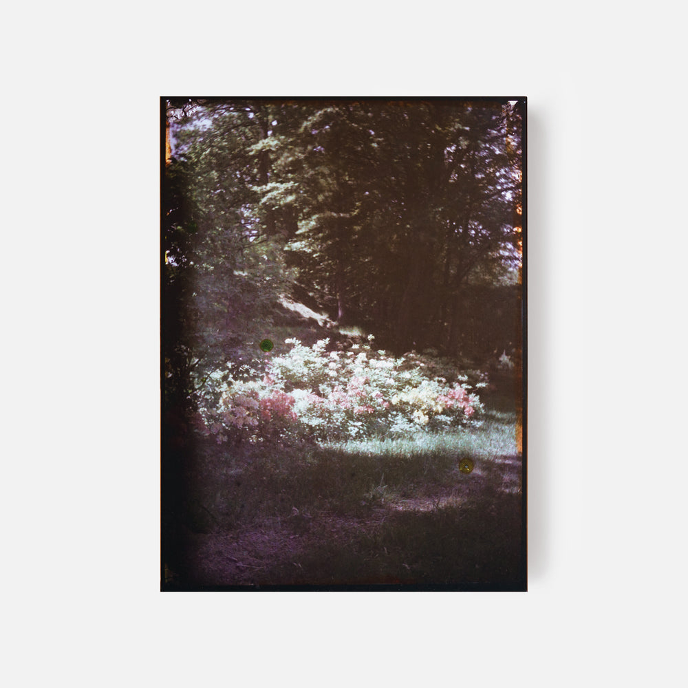 AZALEOR OCH RHODODENDRON I BLOM